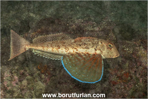 Island Krk, Croatia, Adriatic sea, Mediterranean sea, Chelidonichthys lastoviza, Chelidonichthys, Triglidae, Streaked gurnard, Gurnard, Fish