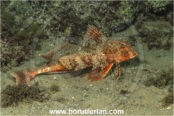 Island Krk, Croatia, Adriatic sea, Mediterranean sea, Chelidonichthys lastoviza, Chelidonichthys, Triglidae, Streaked gurnard, Gurnard, Fish
