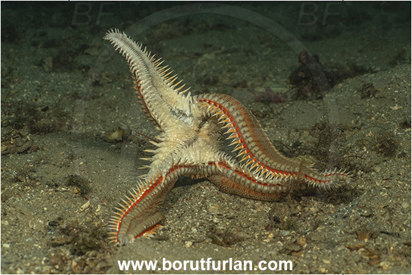 Island Krk, Croatia, Adriatic sea, Mediterranean sea, Astropecten aranciacus, Astropecten, Astropectinidae, Orange comb starfish, Strafish, Asteroidea, Echinodermata, Echinoderm