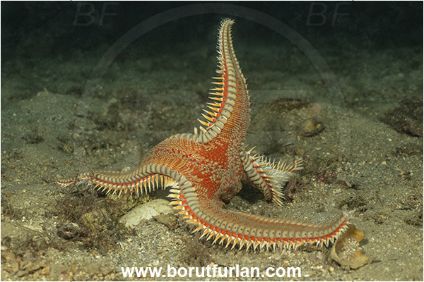 Island Krk, Croatia, Adriatic sea, Mediterranean sea, Astropecten aranciacus, Astropecten, Astropectinidae, Orange comb starfish, Strafish, Asteroidea, Echinodermata, Echinoderm