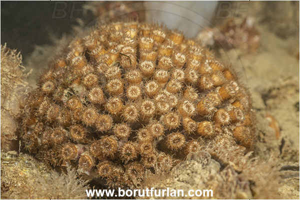 Secovlje, Slovenia, Adriatic sea, Mediterranean sea, Cladocora caespitosa, Cladocora, Family: Scleractinia incertae sedis, Mediterranean pillow coral, Coral, Anthozoa, Cnidaria, Cnidarian