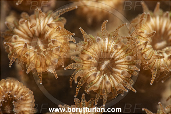 Secovlje, Slovenia, Adriatic sea, Mediterranean sea, Cladocora caespitosa, Cladocora, Family: Scleractinia incertae sedis, Mediterranean pillow coral, Coral, Anthozoa, Cnidaria, Cnidarian, Abstract