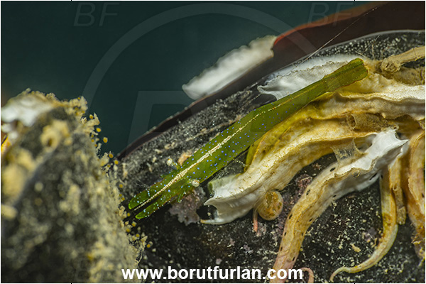 Secovlje, Slovenia, Adriatic sea, Mediterranean sea, Hippolyte varians, Hippolyte, Hippolytidae, Decapoda, Chameleon shrimp, Shrimp, Crustacea, Crustacean