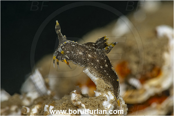 Secovlje, Slovenia, Adriatic sea, Mediterranean sea, Polycera hedgpethi, Polycera, Polyceridae, Hedgpeth