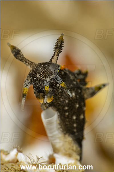 Secovlje, Slovenia, Adriatic sea, Mediterranean sea, Polycera hedgpethi, Polycera, Polyceridae, Hedgpeth