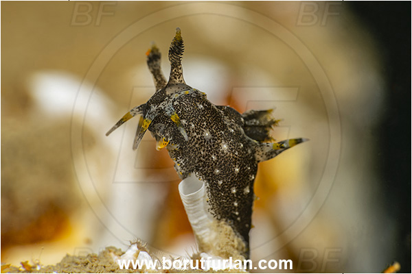 Secovlje, Slovenia, Adriatic sea, Mediterranean sea, Polycera hedgpethi, Polycera, Polyceridae, Hedgpeth