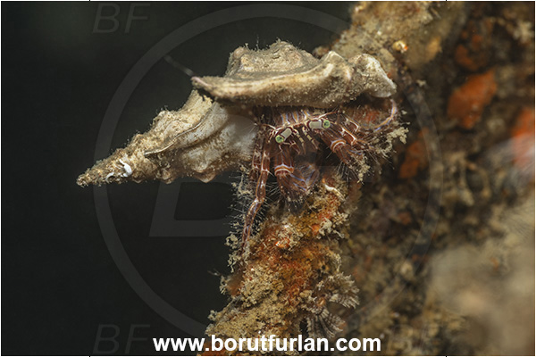 Secovlje, Slovenia, Adriatic sea, Mediterranean sea, Pagurus anachoretus, Pagurus, Paguridae, Crustacea, Crustacean, Long-armed Hermit Crab, Hermit crab, Crab