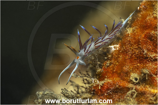Secovlje, Slovenia, Adriatic sea, Mediterranean sea, Cratena peregrina, Cratena, Facelinidae, Tricolor nudibranch, Nudibranch, Sea slug, Gastropoda, Mollusca