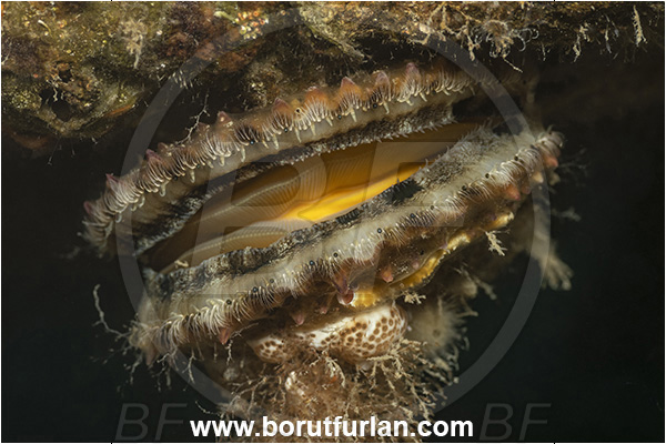 Secovlje, Slovenia, Adriatic sea, Mediterranean sea, Mimachlamys varia, Mimachlamys, Pectinidae, Bivalvia, Mollusca, Mollusc, Smooth scallop, Scallop, Shell