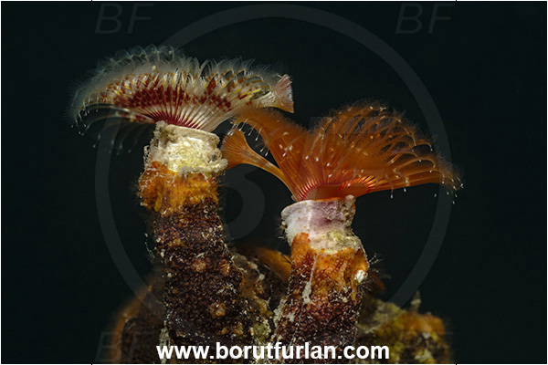 Secovlje, Slovenia, Adriatic sea, Mediterranean sea, Serpula sp., Serpula, Serpulidae, Red tube worm, Plume worm, Worm, Polychaeta