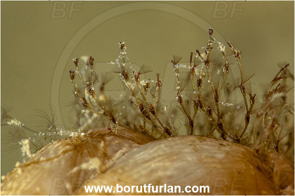 Secovlje, Slovenia, Adriatic sea, Mediterranean sea, Bugula neritina, Bugula, Bugulidae, Brown bryozoan, Bryozoa, Bryozoan