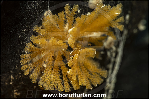 Secovlje, Slovenia, Adriatic sea, Mediterranean sea, Crisularia plumosa, Crisularia, Bugulidae, Feather bryozoan, Bryozoa, Bryozoan