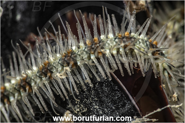 Secovlje, Slovenia, Adriatic sea, Mediterranean sea, Ophiothrix fragilis, Ophiothrix, Ophiotrichidae, Common brittlestar, Brittlestar, Ophiuroidea, Echinodermata, Echinoderm, Abstract