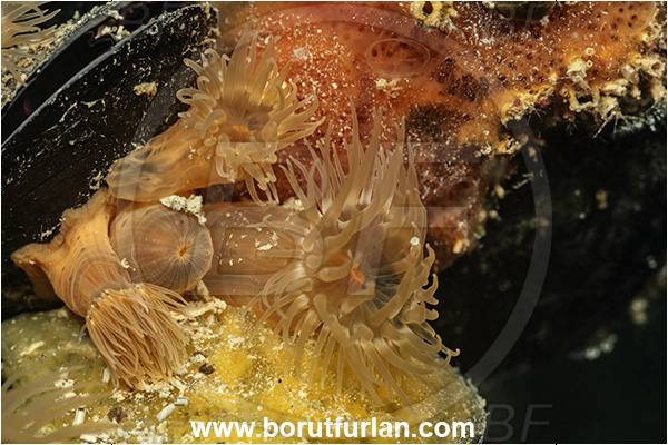 Secovlje, Slovenia, Adriatic sea, Mediterranean sea, Diadumene cincta, Diadumene, Diadumenidae, Anemone, Anthozoa, Cnidaria, Cnidarian, Orange anemone