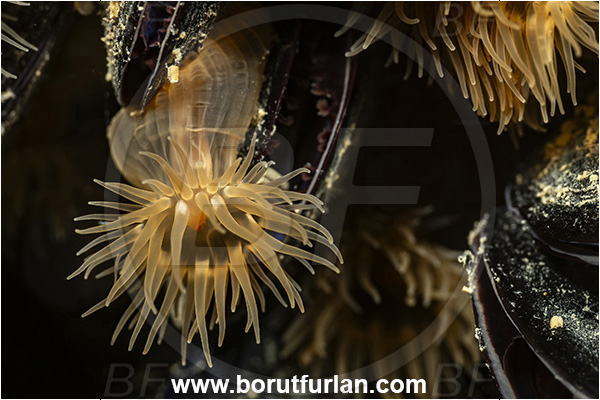 Secovlje, Slovenia, Adriatic sea, Mediterranean sea, Diadumene cincta, Diadumene, Diadumenidae, Anemone, Anthozoa, Cnidaria, Cnidarian, Orange anemone