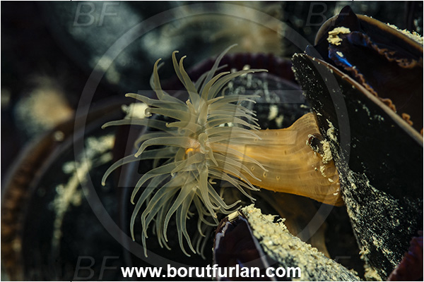 Secovlje, Slovenia, Adriatic sea, Mediterranean sea, Diadumene cincta, Diadumene, Diadumenidae, Anemone, Anthozoa, Cnidaria, Cnidarian, Orange anemone
