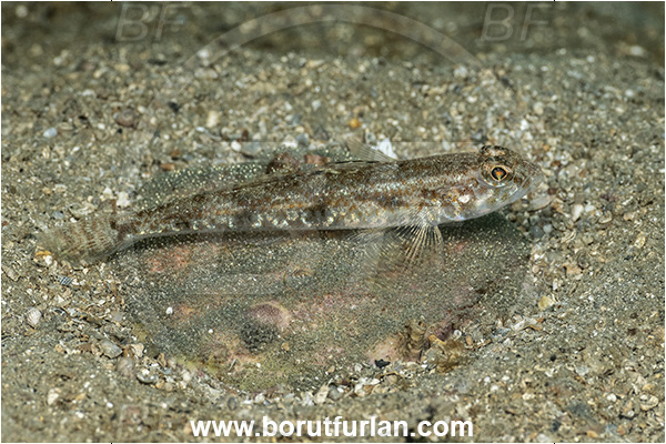 Fiesa, Slovenia, Adriatic sea, Mediterranean sea, Deltentosteus quadrimaculatus, Deltentosteus, Gobiidae, Four-spotted goby, Goby, Fish, Eggs