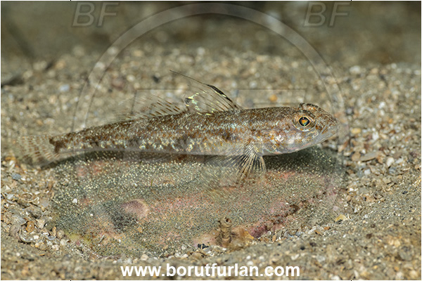 Fiesa, Slovenia, Adriatic sea, Mediterranean sea, Deltentosteus quadrimaculatus, Deltentosteus, Gobiidae, Four-spotted goby, Goby, Fish, Eggs