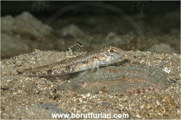 Fiesa, Slovenia, Adriatic sea, Mediterranean sea, Deltentosteus quadrimaculatus, Deltentosteus, Gobiidae, Four-spotted goby, Goby, Fish, Eggs