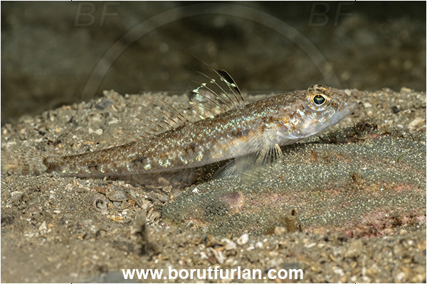 Fiesa, Slovenia, Adriatic sea, Mediterranean sea, Deltentosteus quadrimaculatus, Deltentosteus, Gobiidae, Four-spotted goby, Goby, Fish, Eggs