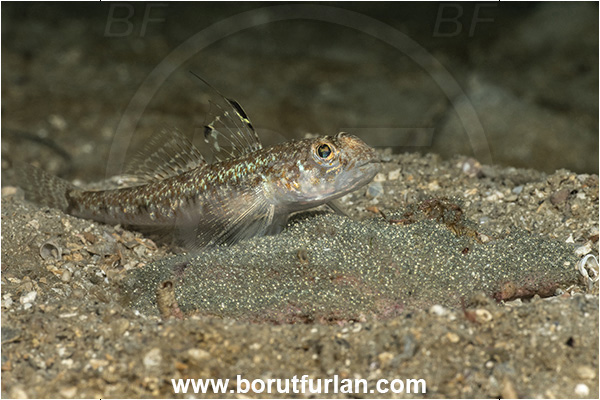 Fiesa, Slovenia, Adriatic sea, Mediterranean sea, Deltentosteus quadrimaculatus, Deltentosteus, Gobiidae, Four-spotted goby, Goby, Fish, Eggs