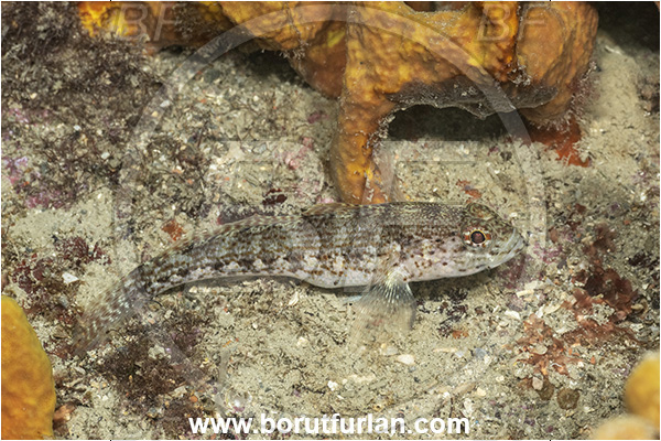 Fiesa, Slovenia, Adriatic sea, Mediterranean sea, Gobius fallax, Gobius, Gobiidae, Serato