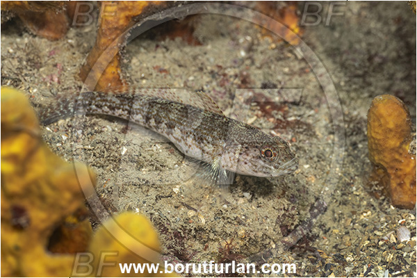Fiesa, Slovenia, Adriatic sea, Mediterranean sea, Gobius fallax, Gobius, Gobiidae, Serato