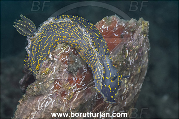 Fiesa, Slovenia, Adriatic sea, Mediterranean sea, Felimare picta, Felimare, Chromodorididae, Painted dorid, Nudibranch, Sea slug, Gastropoda, Mollusca