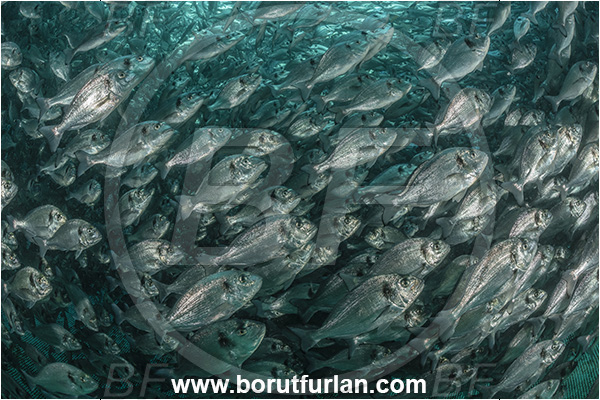 Secovlje, Slovenia, Adriatic sea, Mediterranean sea, Sparus aurata, Sparus, Sparidae, Gilthead seabream, Bream, Fish, Fish school, Fish farm, Fish cag