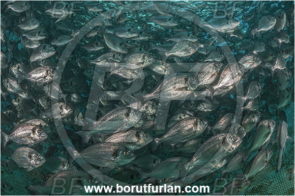 Secovlje, Slovenia, Adriatic sea, Mediterranean sea, Sparus aurata, Sparus, Sparidae, Gilthead seabream, Bream, Fish, Fish school, Fish farm, Fish cag
