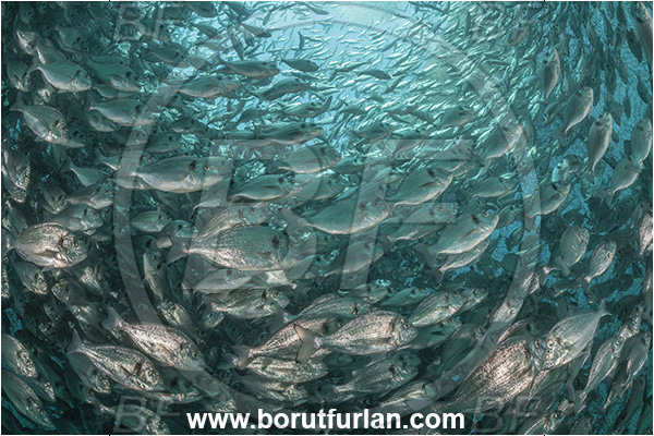 Secovlje, Slovenia, Adriatic sea, Mediterranean sea, Sparus aurata, Sparus, Sparidae, Gilthead seabream, Bream, Fish, Fish school, Fish farm, Fish cag