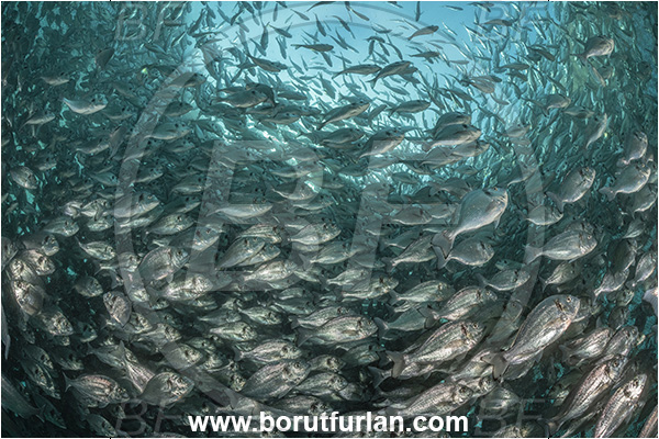 Secovlje, Slovenia, Adriatic sea, Mediterranean sea, Sparus aurata, Sparus, Sparidae, Gilthead seabream, Bream, Fish, Fish school, Fish farm, Fish cag