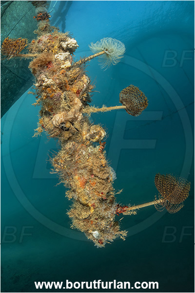 Secovlje, Slovenia, Adriatic sea, Mediterranean sea, Fish farm, Fish cage, Weight stone, Various benthic animals, Sabella spallanzanii, Sabella, Sabellidae, Mediterranean fanworm, Worm, Polychaeta