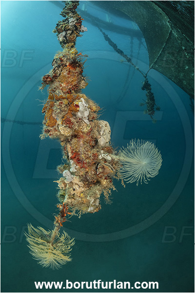 Secovlje, Slovenia, Adriatic sea, Mediterranean sea, Fish farm, Fish cage, Weight stone, Various benthic animals, Sabella spallanzanii, Sabella, Sabellidae, Mediterranean fanworm, Worm, Polychaeta