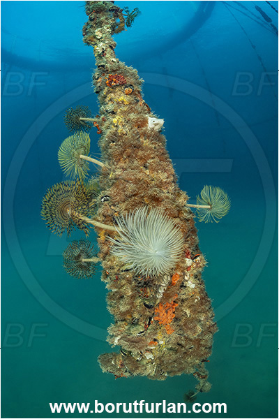 Secovlje, Slovenia, Adriatic sea, Mediterranean sea, Fish farm, Fish cage, Weight stone, Various benthic animals, Sabella spallanzanii, Sabella, Sabellidae, Mediterranean fanworm, Worm, Polychaeta