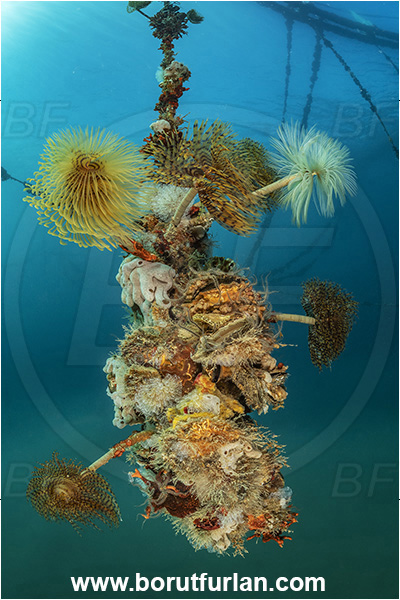 Secovlje, Slovenia, Adriatic sea, Mediterranean sea, Fish farm, Fish cage, Weight stone, Various benthic animals, Sabella spallanzanii, Sabella, Sabellidae, Mediterranean fanworm, Worm, Polychaeta