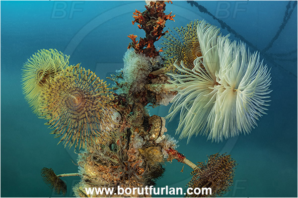 Secovlje, Slovenia, Adriatic sea, Mediterranean sea, Fish farm, Fish cage, Weight stone, Various benthic animals, Sabella spallanzanii, Sabella, Sabellidae, Mediterranean fanworm, Worm, Polychaeta