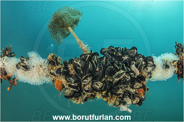 Secovlje, Slovenia, Adriatic sea, Mediterranean sea, Rope, Various benthic animals, Sabella spallanzanii, Sabella, Sabellidae, Mediterranean fanworm, Worm, Polychaeta, Mytilus galloprovincialis, Mytilus, Mytilidae, Bivalvia, Mollusca, Mollusc, Mediterranean mussel, Mussel, Shell, Diazona violacea, Diazona, Diazonidae, Football sea squirt, Sea squirt, Ascidiacea, Tunicata