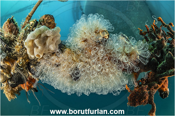 Secovlje, Slovenia, Adriatic sea, Mediterranean sea, Rope, Various benthic animals, Diazona violacea, Diazona, Diazonidae, Football sea squirt, Sea squirt, Ascidiacea, Tunicata, Fish farm