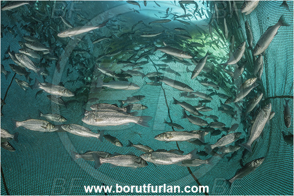 Secovlje, Slovenia, Adriatic sea, Mediterranean sea, Dicentrarchus labrax, Dicentrarchus, Moronidae, European seabass, Seabass, Fish, Fish school, Fish farm, Fish cage