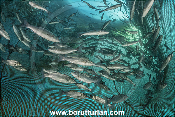 Secovlje, Slovenia, Adriatic sea, Mediterranean sea, Dicentrarchus labrax, Dicentrarchus, Moronidae, European seabass, Seabass, Fish, Fish school, Fish farm, Fish cage