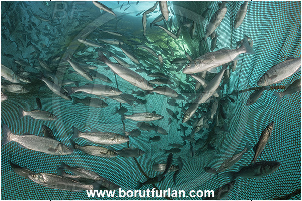 Secovlje, Slovenia, Adriatic sea, Mediterranean sea, Dicentrarchus labrax, Dicentrarchus, Moronidae, European seabass, Seabass, Fish, Fish school, Fish farm, Fish cage
