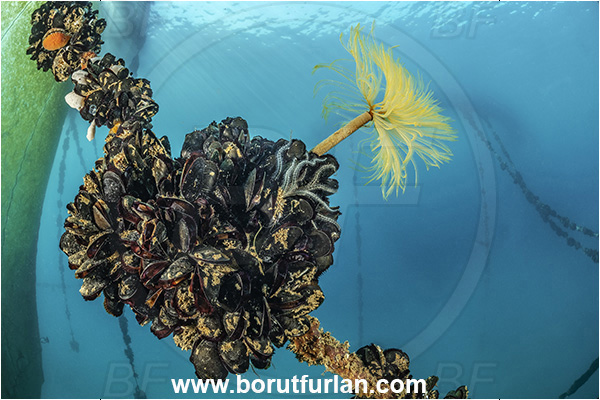 Secovlje, Slovenia, Adriatic sea, Mediterranean sea, Rope, Various benthic animals, Sabella spallanzanii, Sabella, Sabellidae, Mediterranean fanworm, Worm, Polychaeta, Mytilus galloprovincialis, Mytilus, Mytilidae, Bivalvia, Mollusca, Mollusc, Mediterranean mussel, Mussel, Shell