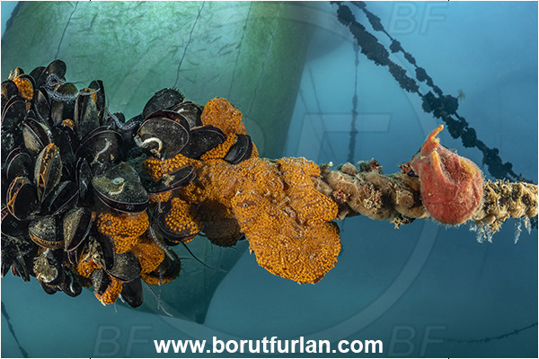 Secovlje, Slovenia, Adriatic sea, Mediterranean sea, Rope, Various benthic animals, Mytilus galloprovincialis, Mytilus, Mytilidae, Bivalvia, Mollusca, Mollusc, Mediterranean mussel, Mussel, Shell, Colony of sea squirtAscidiacea, Tunicata, Tunicate, Unidentified