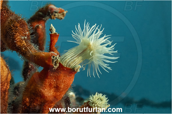 Secovlje, Slovenia, Adriatic sea, Mediterranean sea, Diadumene lineata, Diadumene, Diadumenidae, Anemone, Anthozoa, Cnidaria, Cnidarian, Orange striped anemone