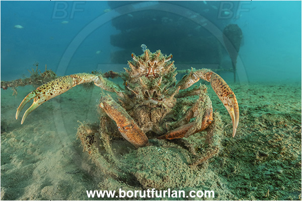Secovlje, Slovenia, Adriatic sea, Mediterranean sea, Maja squinado, Maja, Majidae, Decapoda, Crustacea, Crustacean, Common spider crab, Crab, Mating
