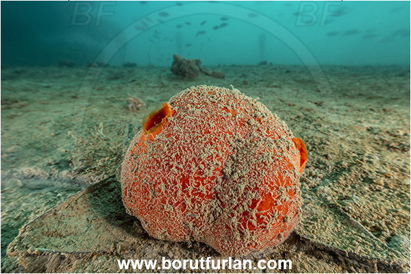 Secovlje, Slovenia, Adriatic sea, Mediterranean sea, Tethya aurantium, Tethya, Tethyidae, Orange golfball sponge, Sponge, Porifera
