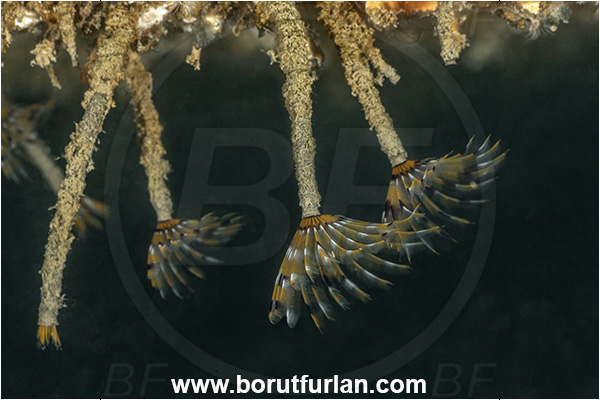Secovlje, Slovenia, Adriatic sea, Mediterranean sea, Branchiomma sp., Branchiomma, Sabellidae, Tube worm, Worm, Polychaeta