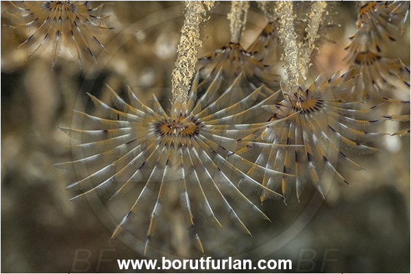 Secovlje, Slovenia, Adriatic sea, Mediterranean sea, Branchiomma sp., Branchiomma, Sabellidae, Tube worm, Worm, Polychaeta