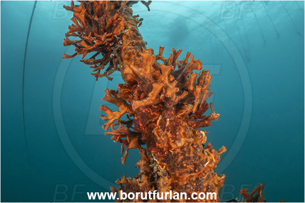 Secovlje, Slovenia, Adriatic sea, Mediterranean sea, Schizobrachiella sanguinea, Schizobrachiella, Schizoporellidae, Red encrusting bryozoan, Bryozoa, Bryozoan, Rope